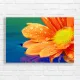 Vibrant Orange Flower with Water Droplets Canvas Print