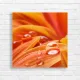 Vibrant Water Droplet Flower Canvas Print