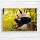 Serene Panda Bamboo Forest Canvas Print