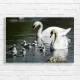Graceful Swans Family Canvas Print