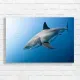 Majestic Great White Shark Underwater Canvas Print