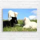 Sweet Sheep Friendship Canvas Print