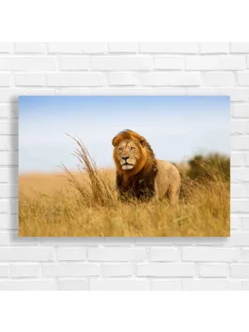 Majestic Lion Safari Wall Art Canvas Print